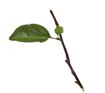 Feuille2