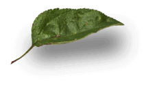 Feuille1