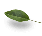 Feuille2