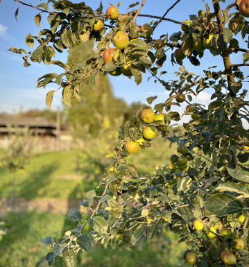 Une campagne de pommes exceptionnelle !